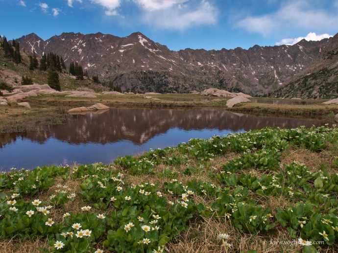 20100704-Piney Flowers-01-w
