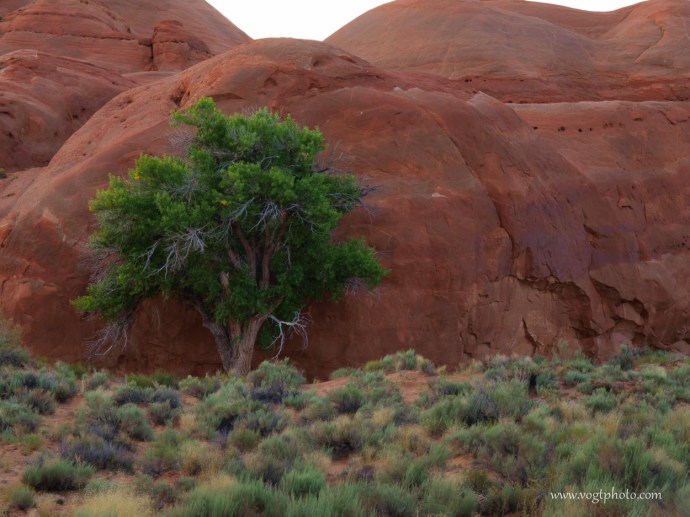 20100708-Desert Survivor-01-w