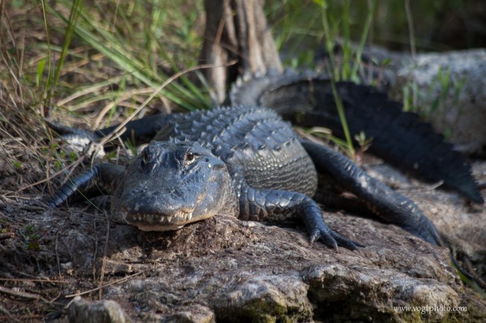 Staring Contest - Big Cypress National Preserve, FL