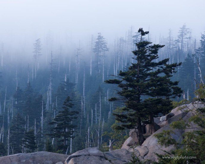 20130825-Clingmans Dome Fog-01-w