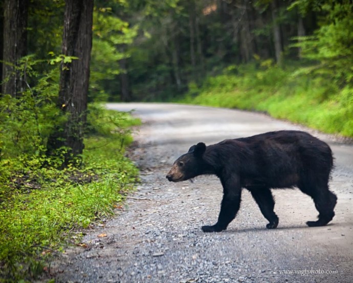 20130826-Bear Crossing-01-w