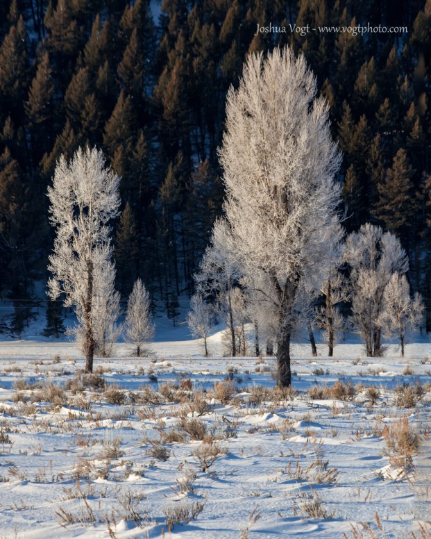 20140117-Frosted Trees - w