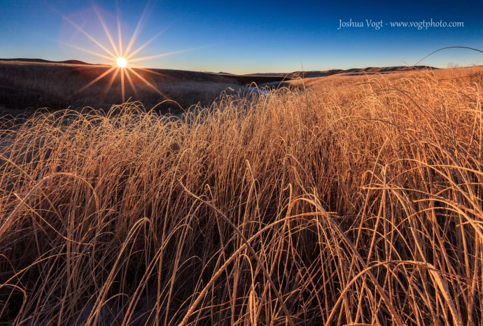 20140202-Winter Prairie Grass - w