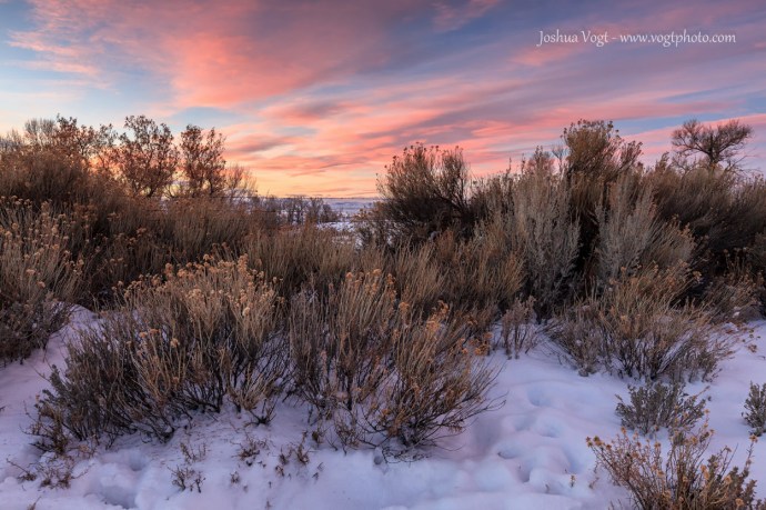 20140111-Fence Line Overgrowth - w