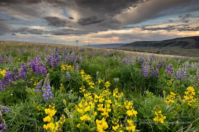 20150605-DSC02334-01-01-01