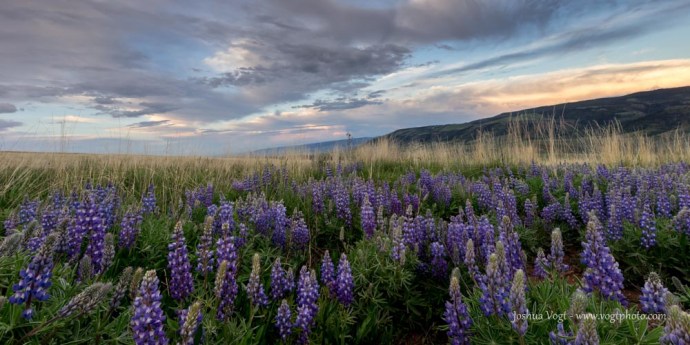 20150605-DSC02365-01-01