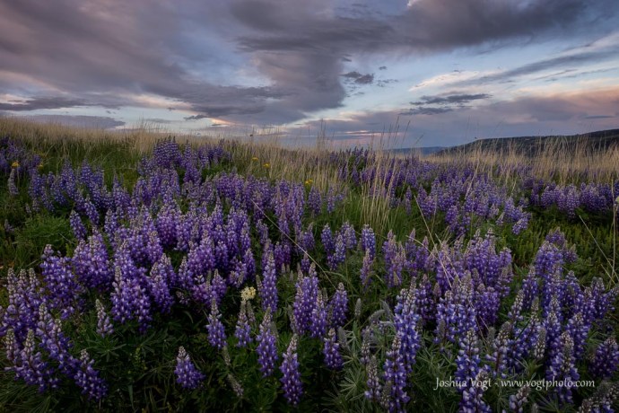 20150605-DSC02376-01-01-01